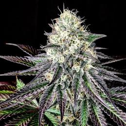 Garlic Cookies