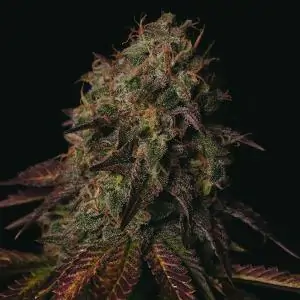 Peanut Butter Cookies