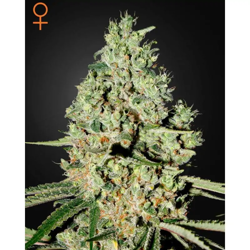 SUPER CRITICAL GREENHOUSE