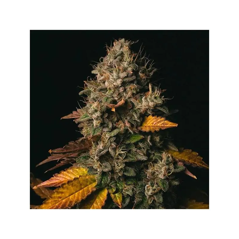 Spooky OG