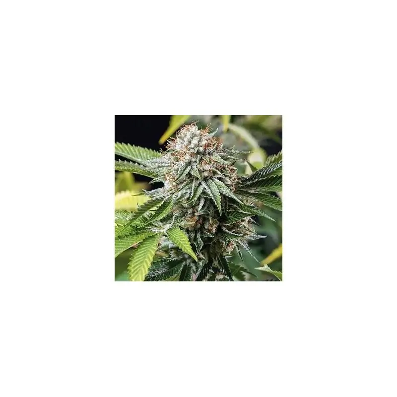Mango Sapphire