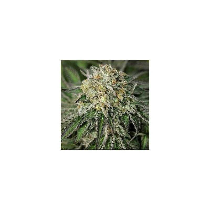 Amherst Sour Diesel