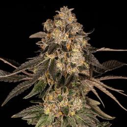 Cherry Fritter