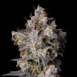 Cherry Zelato
