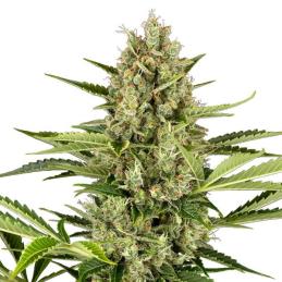 Auto Jack Herer