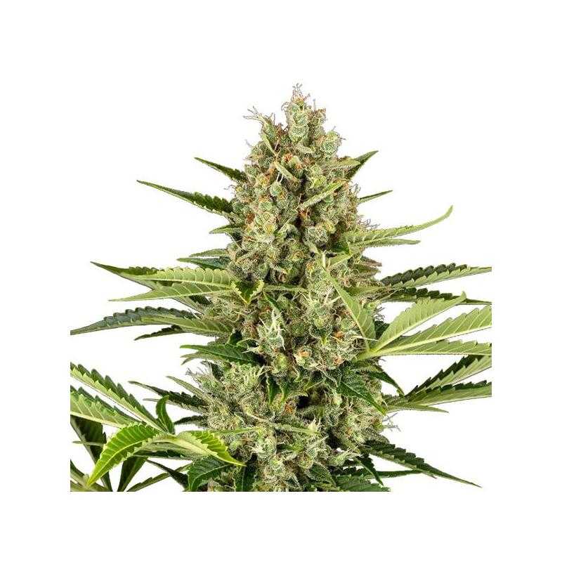 Auto Jack Herer Auto Jack Herer