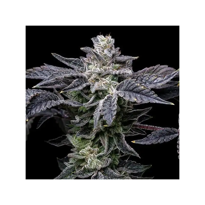 Pink Runtz X Hollywood