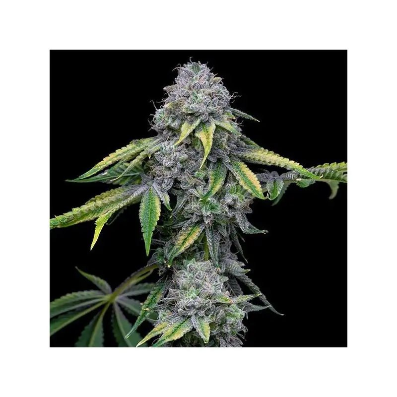 Sour Dubb X Hollywood