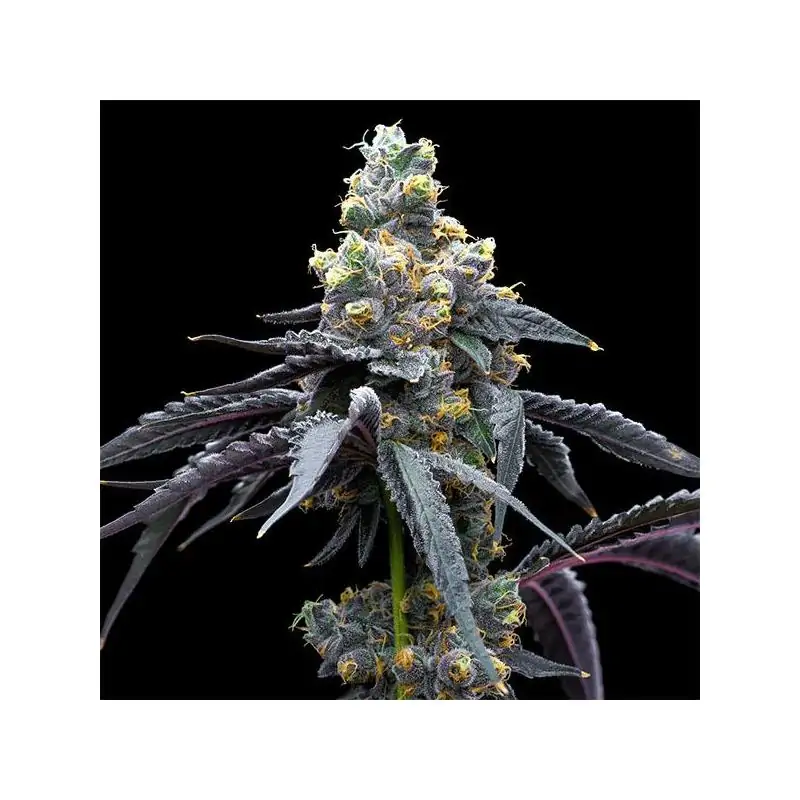 White Runtz X Hollywood