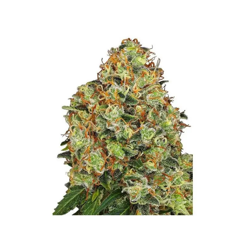 Auto Sweet Tangerine Tango