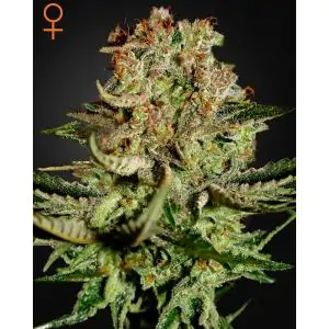 SUPER BUD GREENHOUSE