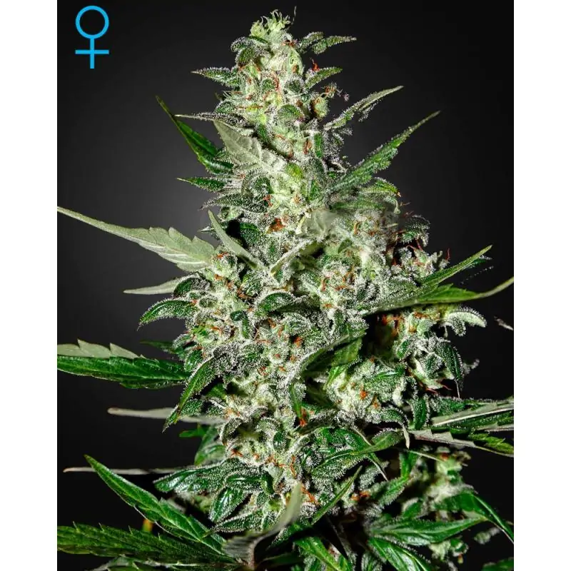 Super Critical (Autofloreciente) GREENHOUSE