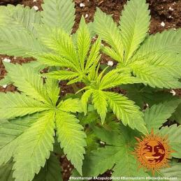 Acapulco Gold