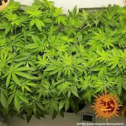 Acapulco Gold