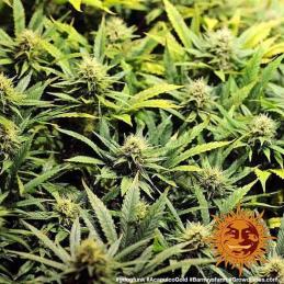 Acapulco Gold