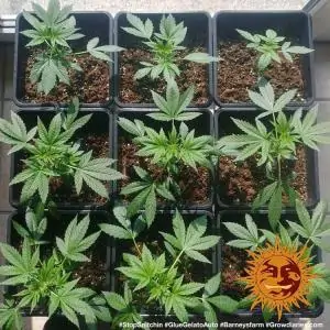 Auto Glue Gelato