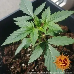 Auto Glue Gelato