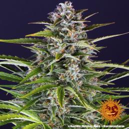 Auto Gorilla Zkittlez
