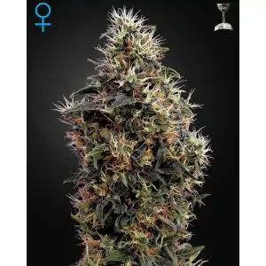 SWEET MANGO AUTOMÁTICA GREENHOUSE