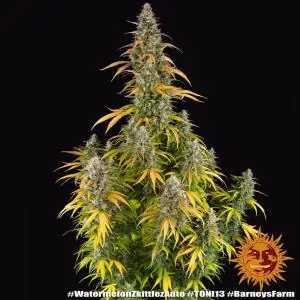 Auto Watermelon Zkittlez