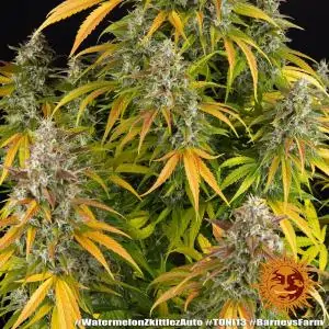 Auto Watermelon Zkittlez