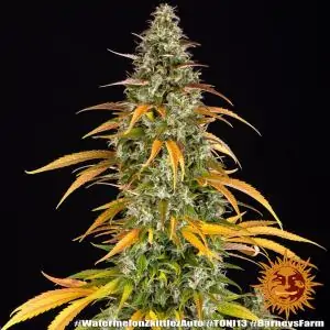 Auto Watermelon Zkittlez