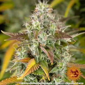 Auto Watermelon Zkittlez
