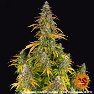 Auto Watermelon Zkittlez