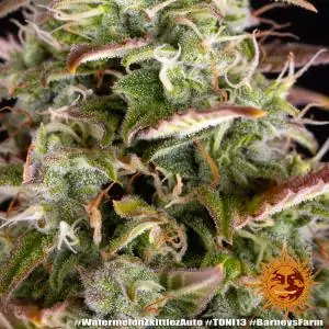 Auto Watermelon Zkittlez