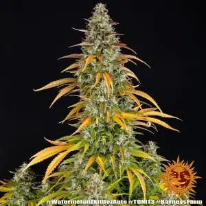 Auto Watermelon Zkittlez