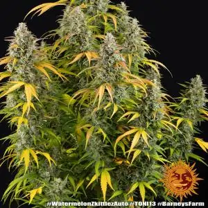 Auto Watermelon Zkittlez