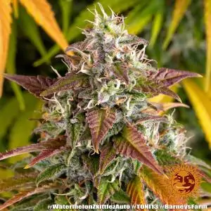 Auto Watermelon Zkittlez