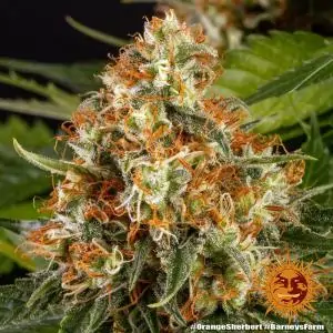 Orange Sherbert
