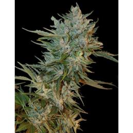 Auto Haze Gom GRASS O MATIC