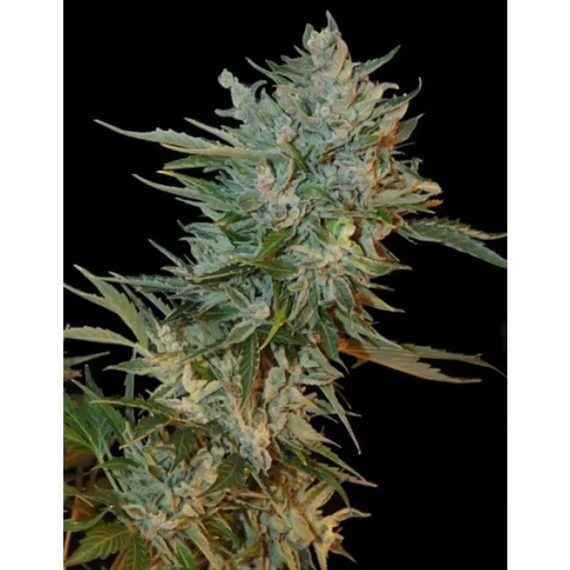 Auto Haze Gom GRASS O MATIC