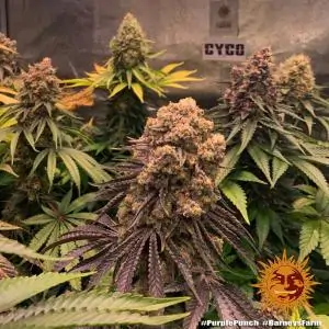 Purple Punch - Barneys Farm | Sativa Grow Shop