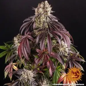 Purple Punch - Barneys Farm | Sativa Grow Shop