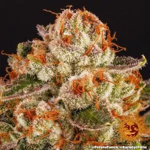 Purple Punch - Barneys Farm | Sativa Grow Shop
