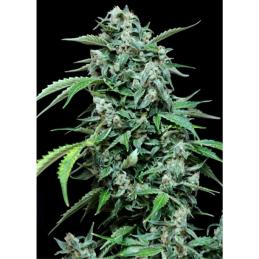 MAXI HAZE GRASS O MATIC