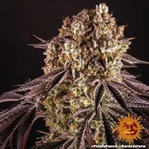 Purple Punch - Barneys Farm | Sativa Grow Shop