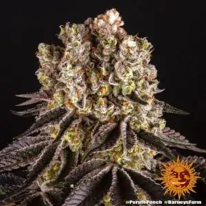 Purple Punch - Barneys Farm | Sativa Grow Shop