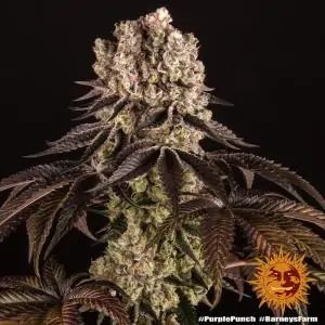 Purple Punch - Barneys Farm | Sativa Grow Shop