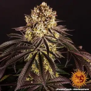 Purple Punch - Barneys Farm | Sativa Grow Shop