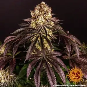 Purple Punch - Barneys Farm | Sativa Grow Shop
