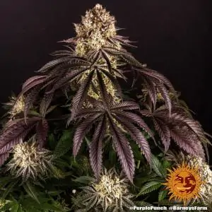 Purple Punch - Barneys Farm | Sativa Grow Shop