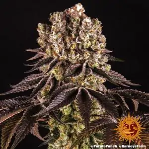 Purple Punch - Barneys Farm | Sativa Grow Shop