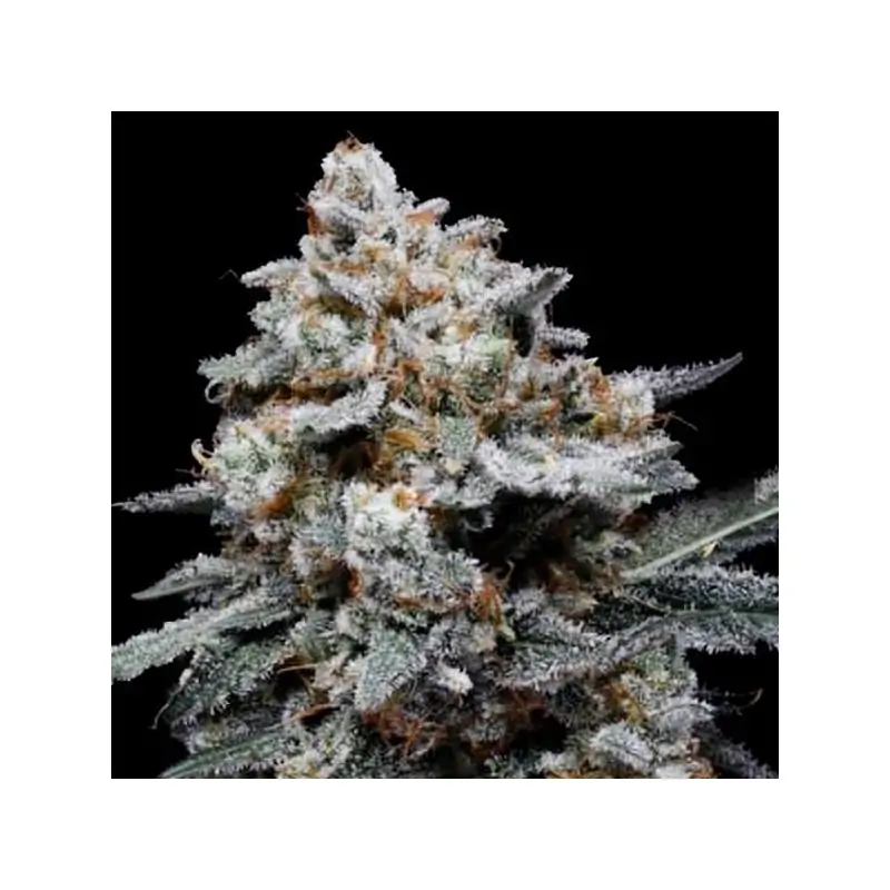 Auto CheMACal Romance