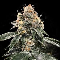 Auto HG23 AKA Michael Jordan
