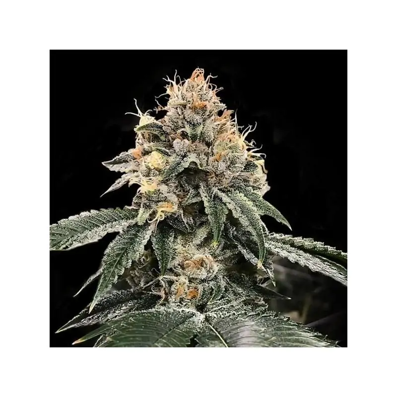 Auto HG23 AKA Michael Jordan