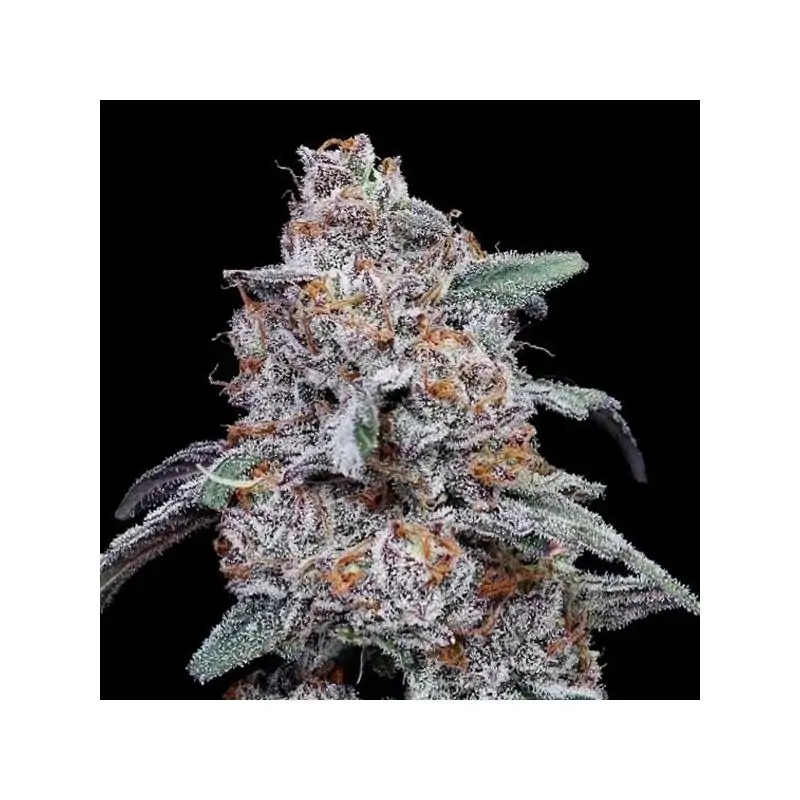 Auto Purple People Eater